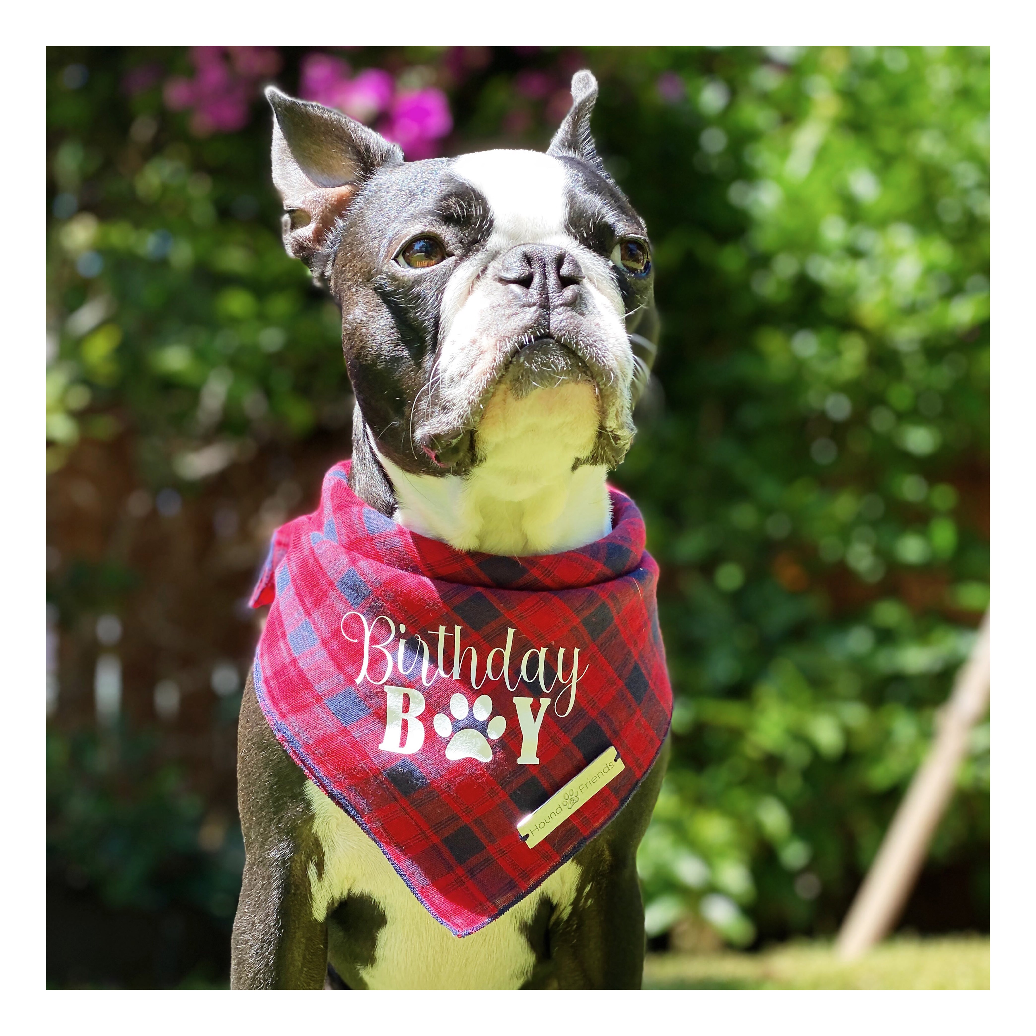 Birthday Boy Dog Bandana | Hound and Friends
