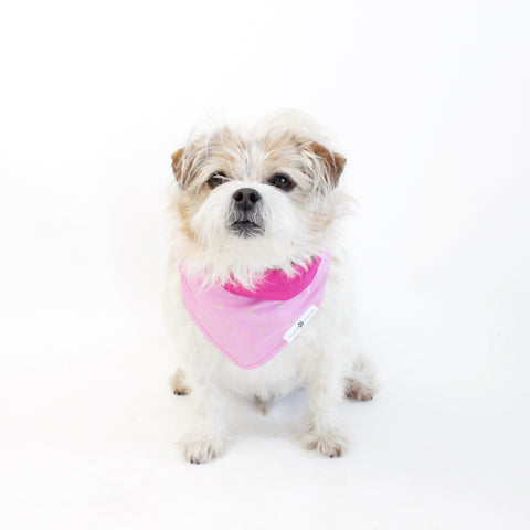 Image of Surprise Mixture of Dog Bandanas and Accessories in different Bundles | Hound and Friends