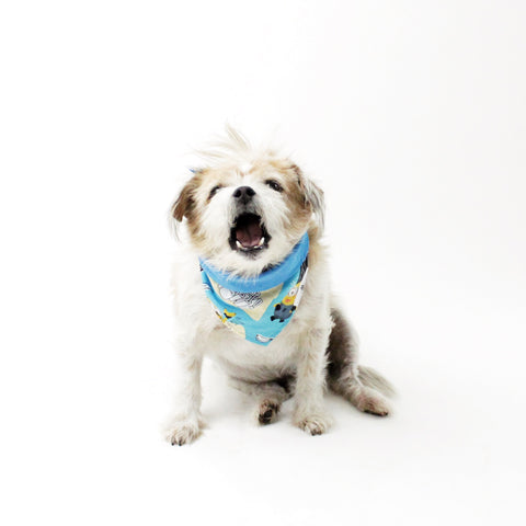 Image of Characters and Animal Prints for Dog Bandanas with Bundle Deals | Hound and Friends