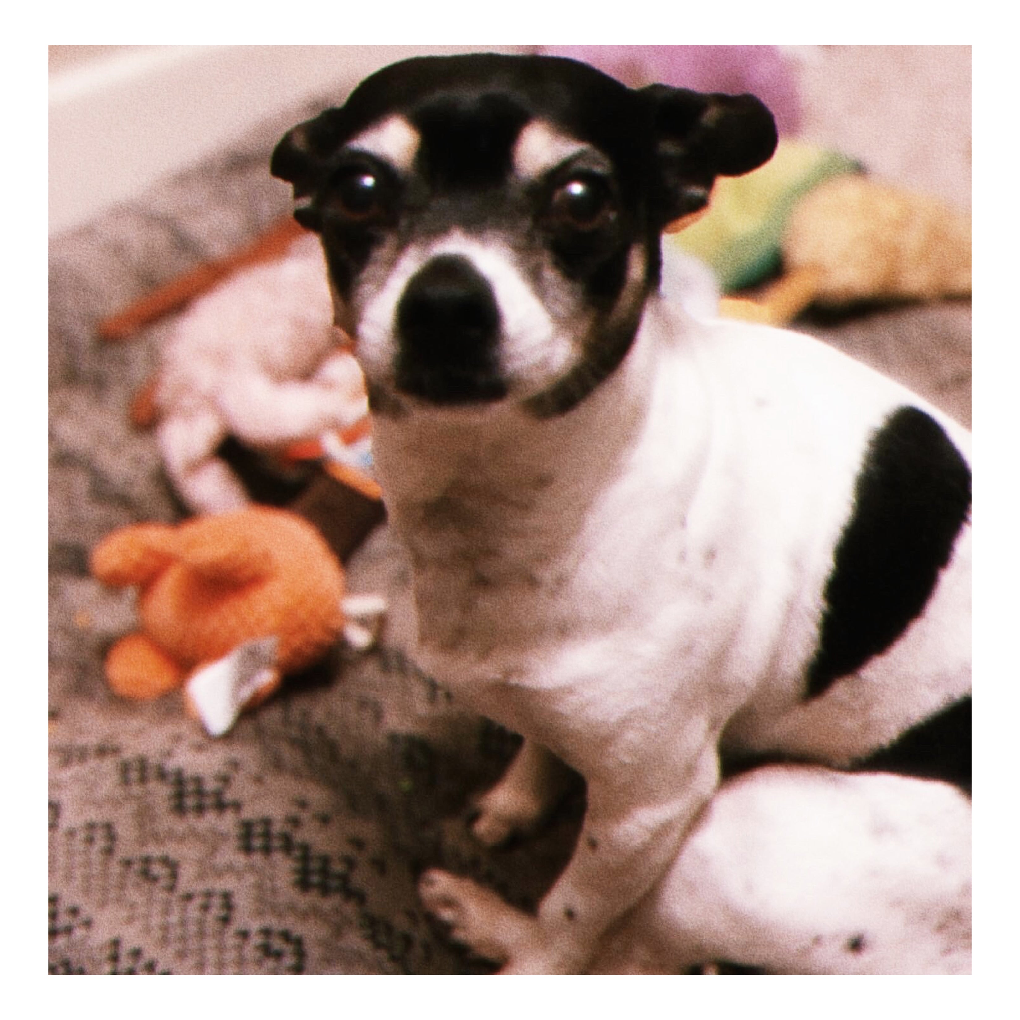 Sherry Belle's Dog Love Story from Hound and Friends