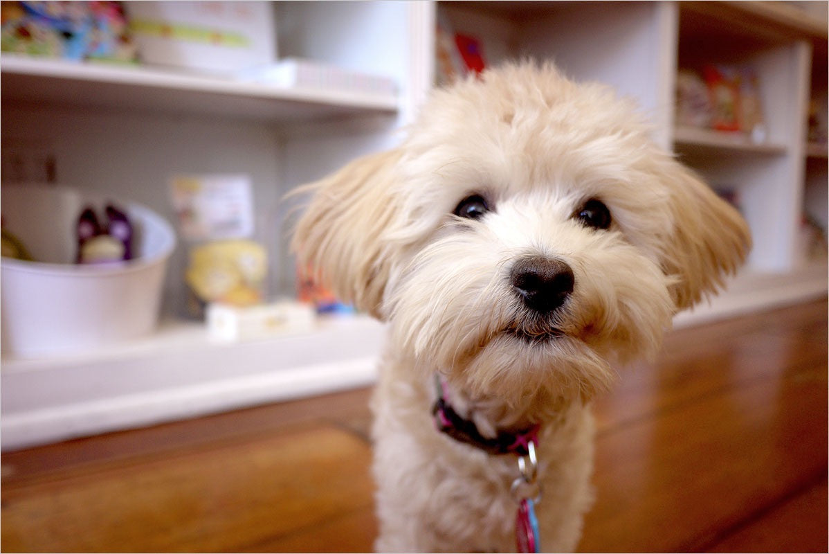 A dog's unconditional love story by Leanna Lins Wonderland | Hound and Friends