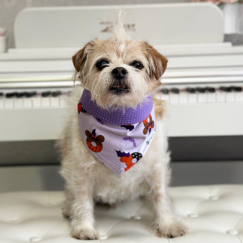 Image of Handmade dog bandana matching with their owners. Hound and Friends. Cute and fun pet accessories. Halloween Mickey Mouse reversible bandana. Purple Polka Dot Bandanas.