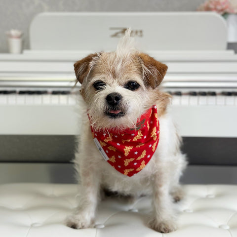 Image of Handmade dog bandana matching with their owners. Hound and Friends. Cute and fun pet accessories. Red Wonder Woman reversible bandana. Metallic Bandanas.