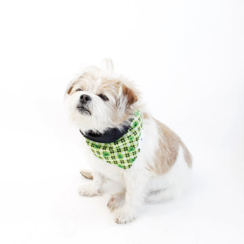 Image of Bailey Reversible Bandana