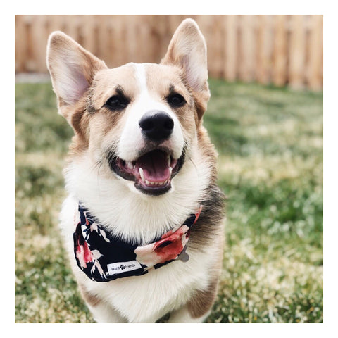 Image of Floral Matching Dog Bandana Bundle Deal | Hound and Friends