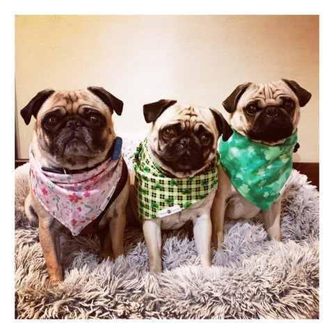 Image of Floral Matching Dog Bandana Bundle Deal | Hound and Friends