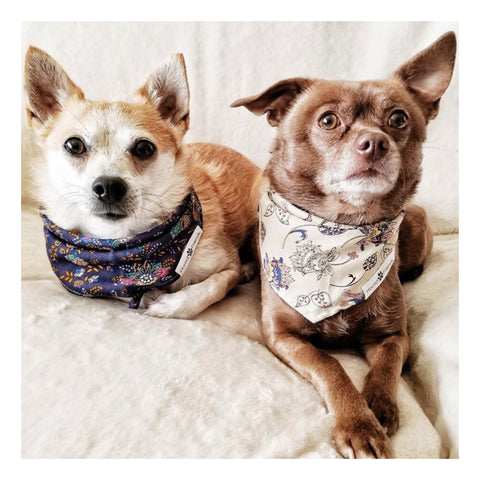 Image of Floral Matching Dog Bandana Bundle Deal | Hound and Friends