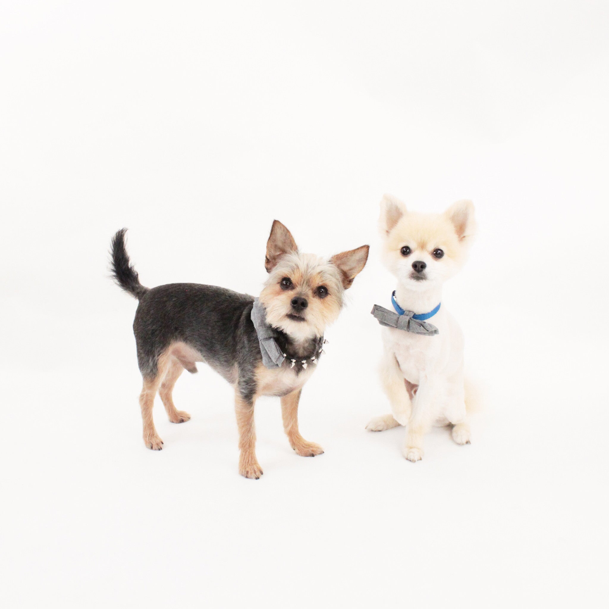 Oliver Dog Bow Tie Collar