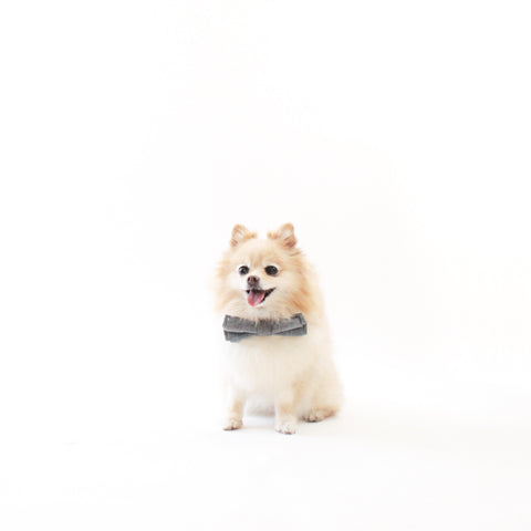 Image of Oliver Dog Bow Tie Collar