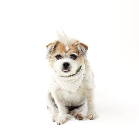 Image of Buddy Reversible Tie-on Dog Bandanas and Accessories | Hound and Friends