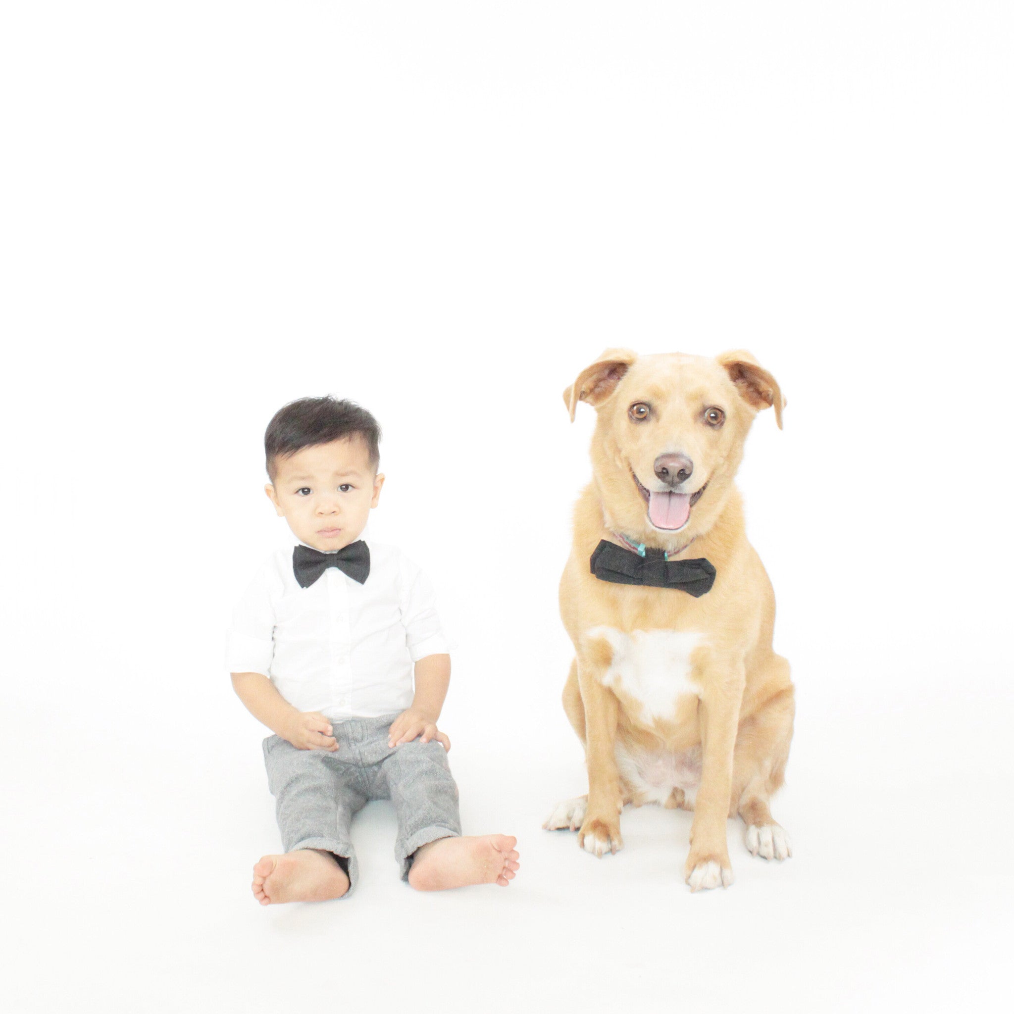 Bogart Dog Bow Tie Collar
