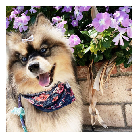 Image of Floral Matching Dog Bandana Bundle Deal | Hound and Friends