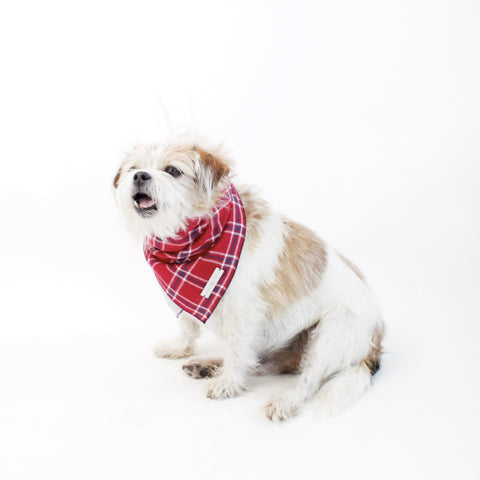 Image of Dara Reversible Tie on Dog Square Bandana | Hound and Friends