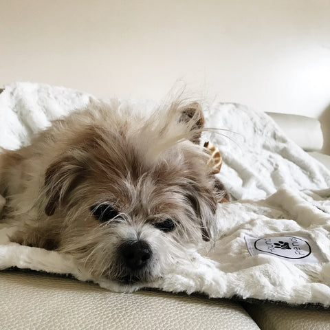 Luxury Faux Fur White Blankets for your pets and people from Hound and Friends