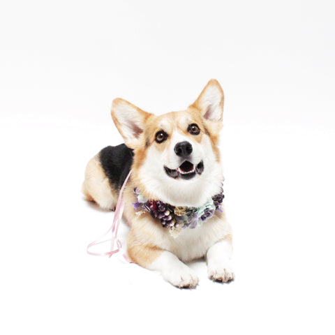 Image of Finn Flower Floral Crown for dogs and people to match at Hound and Friends