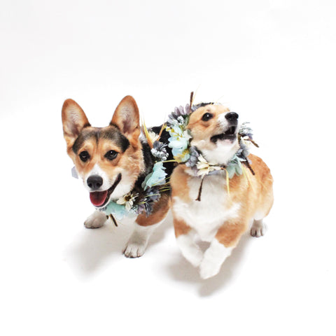 Image of Fitzgerald Flower Crown for Dogs, people and pets | Hound and Friends