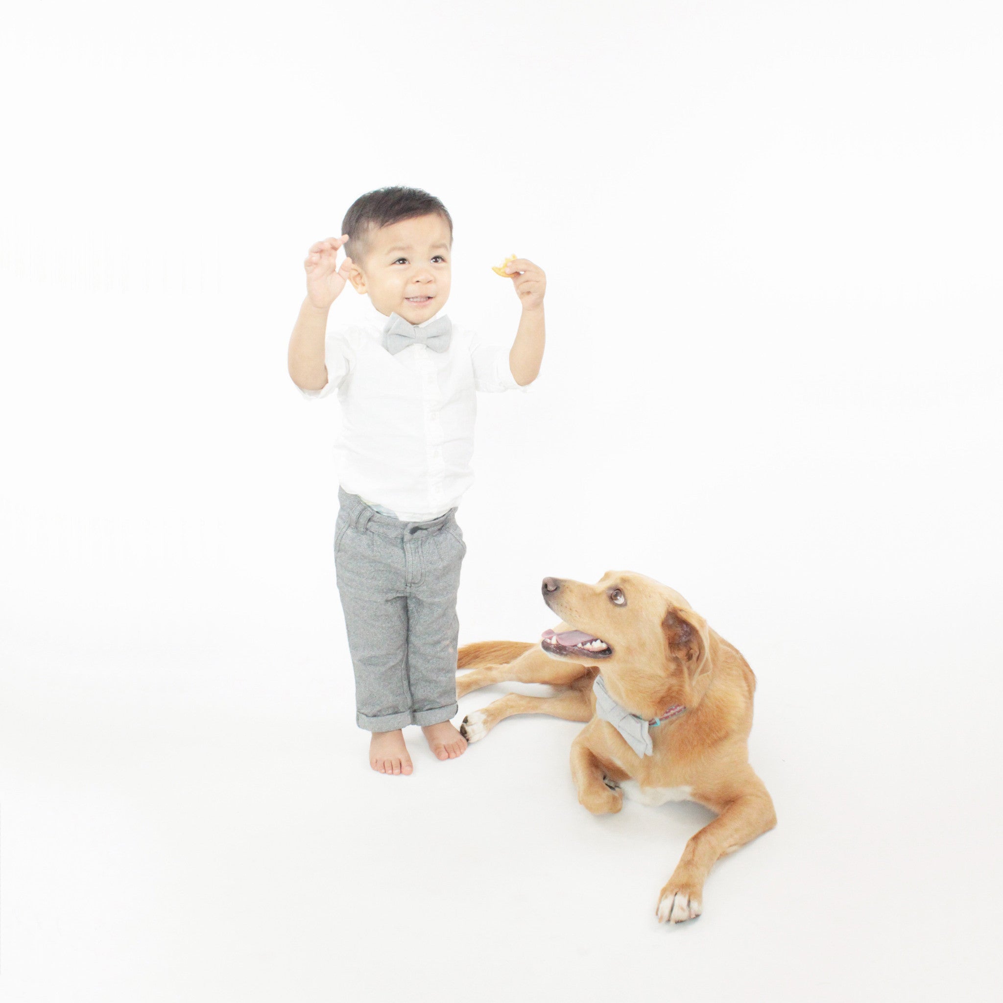 Eden Dog Bow Tie Collar