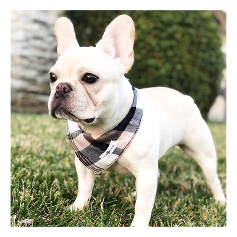 Image of Stripes and Plaids Dog Bandanas Bundles | Hound and Friends