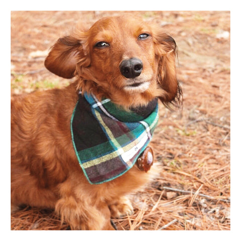 Image of Stripes and Plaids Dog Bandanas Bundles | Hound and Friends