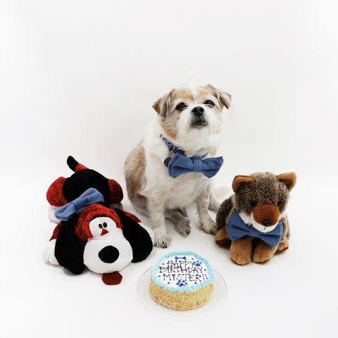 Image of Celebrate Mister's 13th birthday with a box of his Mystery Goodies! Get 13 fun surprises for just $13 every time! Our Mister's Mystery Goodies are the ultimate surprise for people and their pets! With a selection of pet crystal charms, bow ties, reversible bandanas, flower crowns, healing crystals, and more, you be surprised on what you'll get.