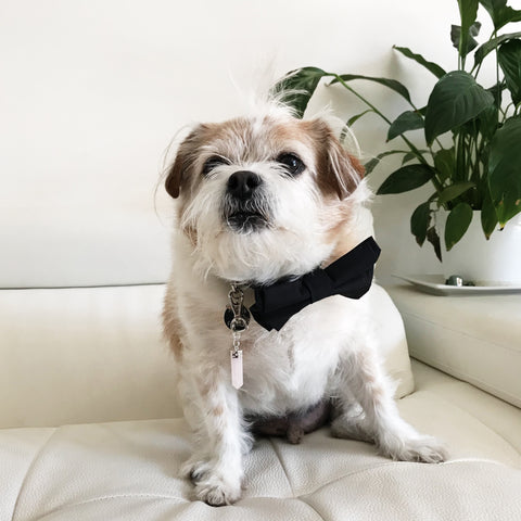 Image of Mahogany Obsidian energy crystals necklaces and matching pet clip pendant | Hound and Friends