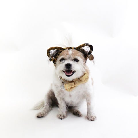 Leopard Headband Dogs Pets Halloween Spooky Hound and Friends