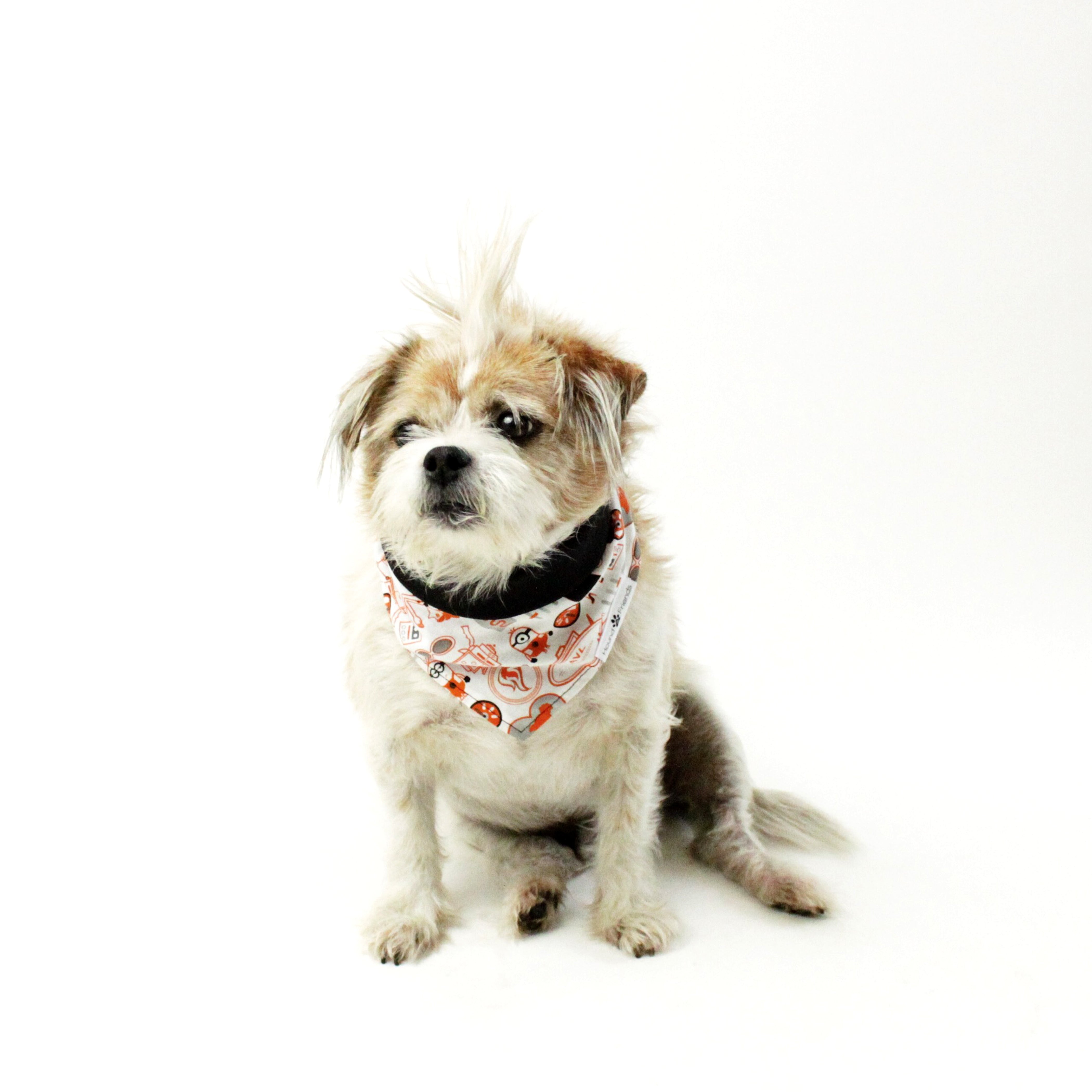 Characters and Animal Prints for Dog Bandanas with Bundle Deals | Hound and Friends