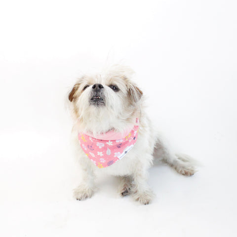 Image of Floral Matching Dog Bandana Bundle Deal | Hound and Friends