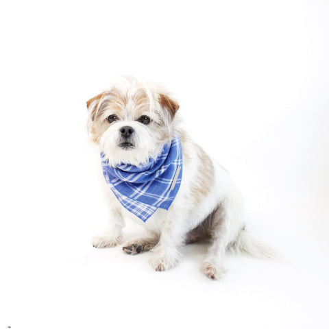 Image of Marvin Reversible White and Blue Plaids Bandana for Matching Dog Bandanas and Accessories | Hound and Friends