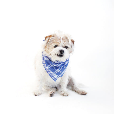 Image of Marvin Reversible White and Blue Plaids Bandana for Matching Dog Bandanas and Accessories | Hound and Friends