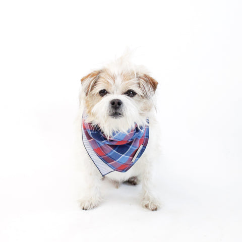 Image of Monkey Reversible Dog Bandana matching with owners | Hound and Friends