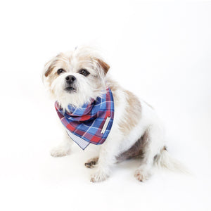 Monkey Reversible Dog Bandana matching with owners | Hound and Friends