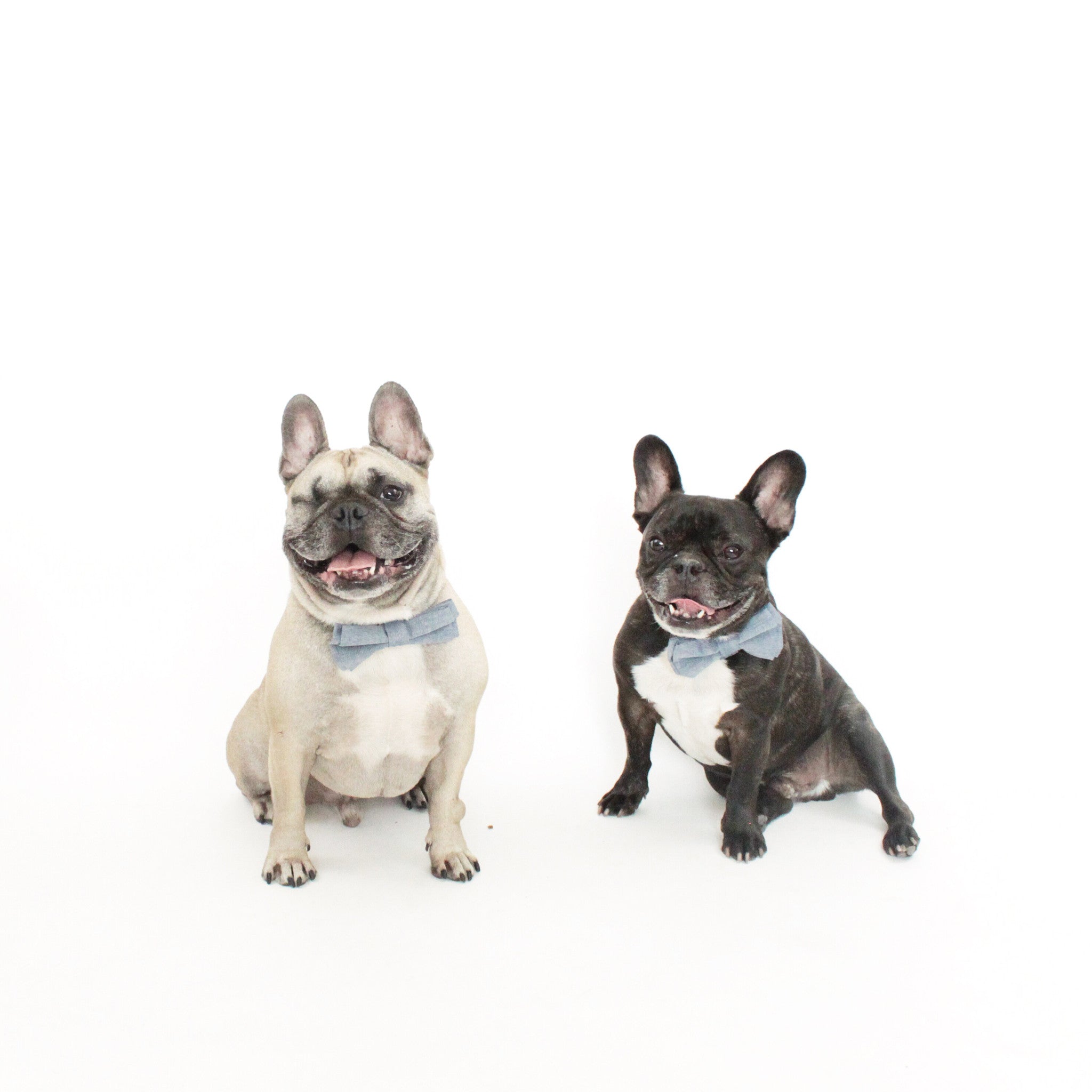 Waffles Dog Bow Tie Collar