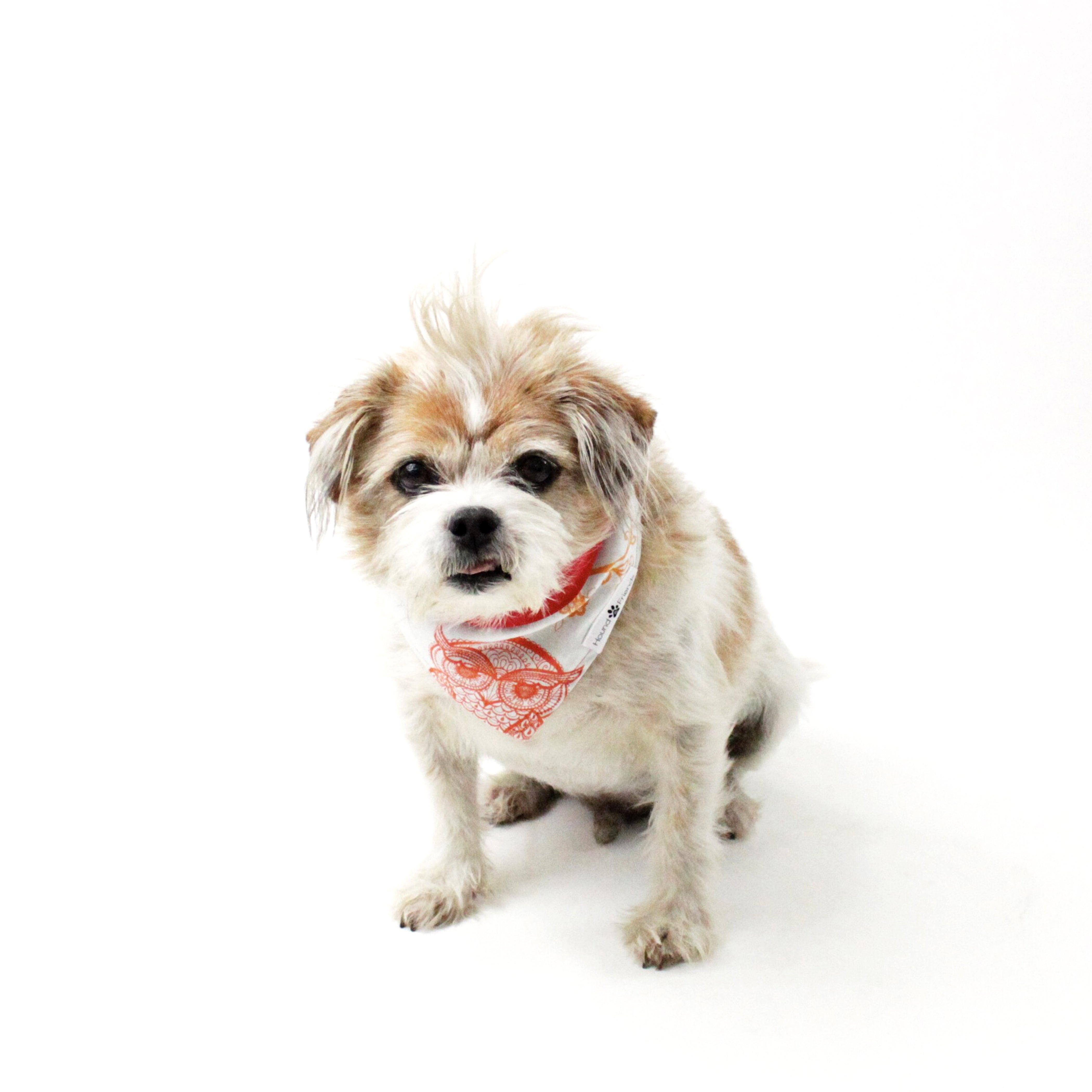Characters and Animal Prints for Dog Bandanas with Bundle Deals | Hound and Friends