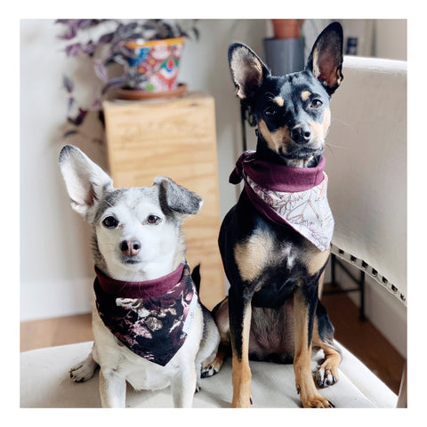 Image of Floral Matching Dog Bandana Bundle Deal | Hound and Friends