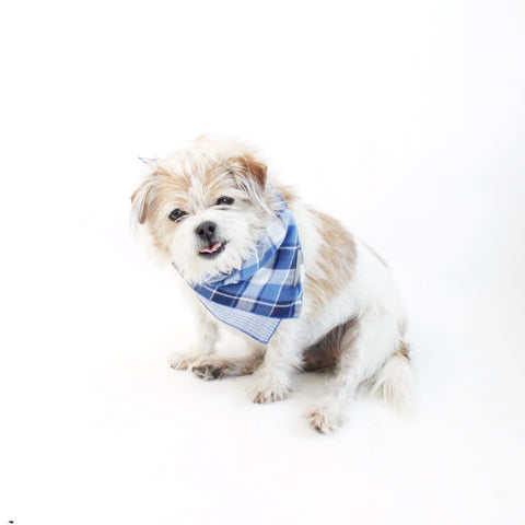 Image of Riley Reversible Tie-on Blue Plaids Bandana for Matching Dog Bandanas and Accessories | Hound and Friends