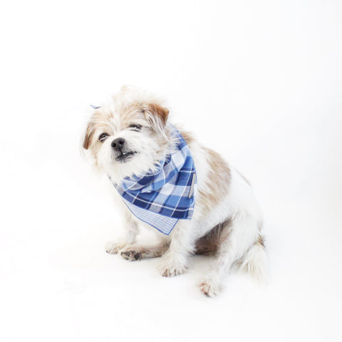 Image of Riley Reversible Tie-on Blue Plaids Bandana for Matching Dog Bandanas and Accessories | Hound and Friends