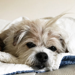 Luxury Sherpa Fur White Blankets for your pets and people from Hound and Friends