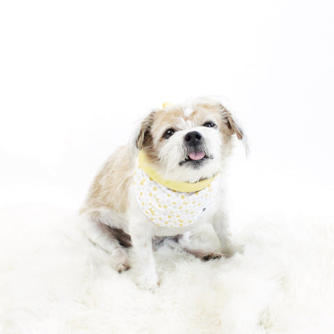 Abstract Pattern Prints Dog Bandanas in Bundle Deal | Hound and Friends