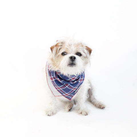 Image of Stinger Reversible Dog Bandana matching with owners | Hound and Friends