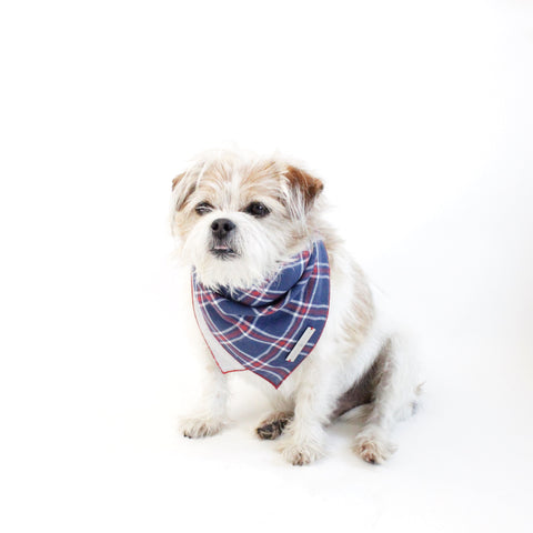 Image of Stinger Reversible Dog Bandana matching with owners | Hound and Friends