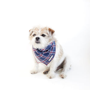 Stinger Reversible Dog Bandana matching with owners | Hound and Friends