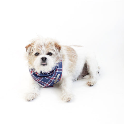 Image of Stinger Reversible Dog Bandana matching with owners | Hound and Friends