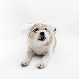 White Fuzzy Ears Headband