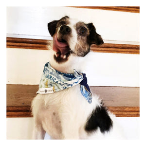 Abstract Pattern Prints Dog Bandana Bundle Deals to buy in 2021 | Hound and Friends